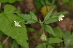 White avens